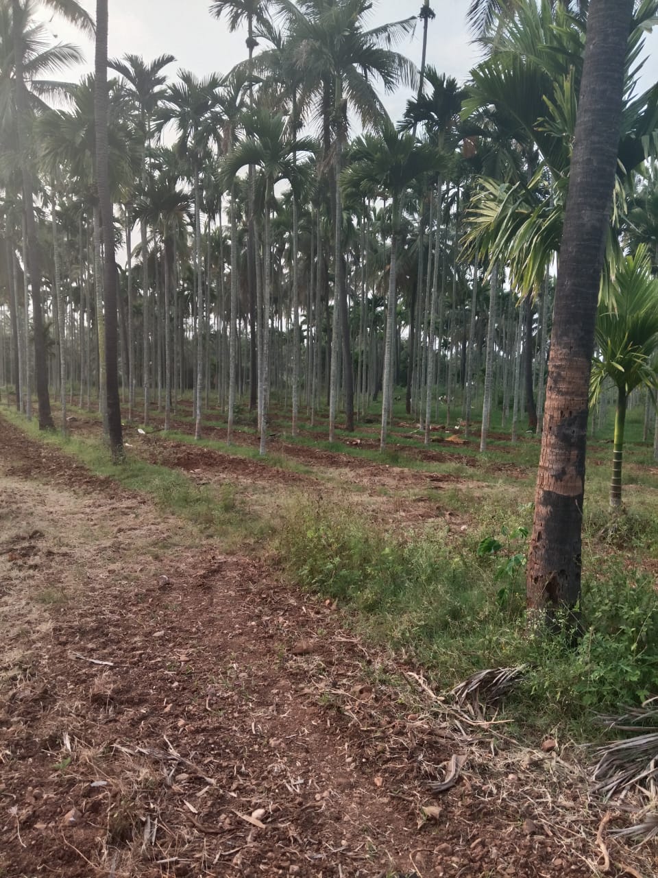 Arecanut plantation rows on project land — established, productive land