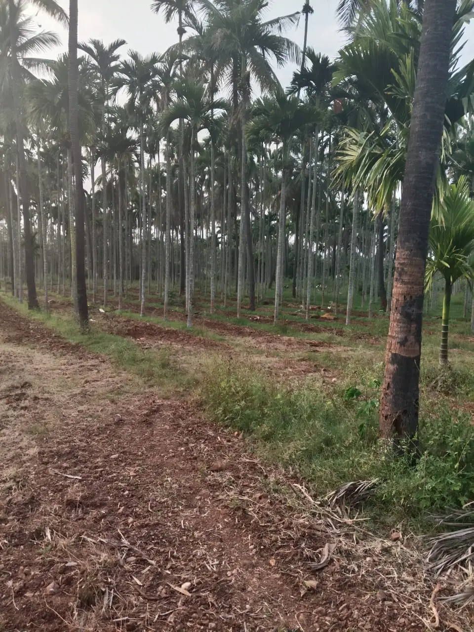 Arecanut plantation rows on project land