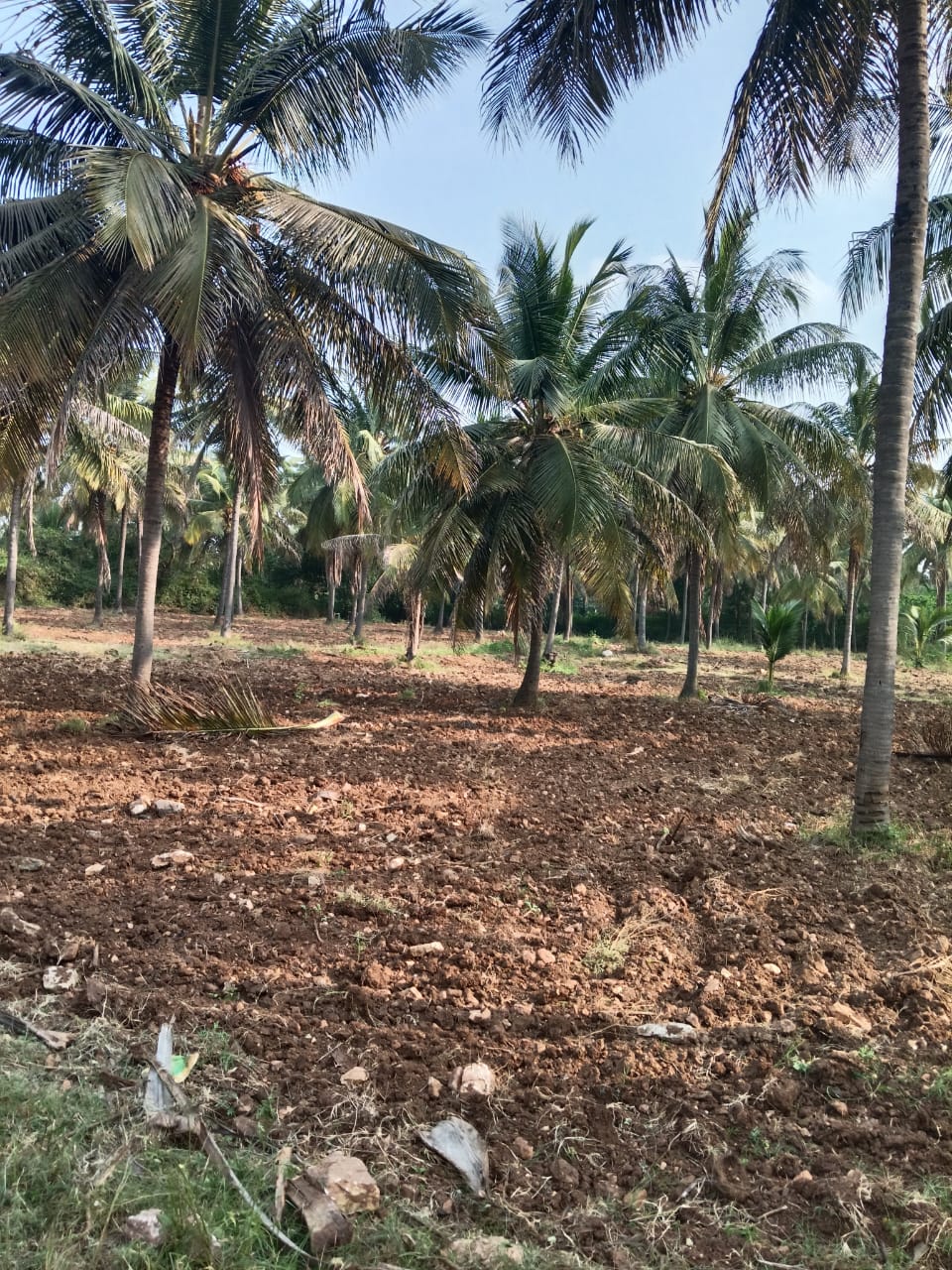 Dense coconut grove on project site
