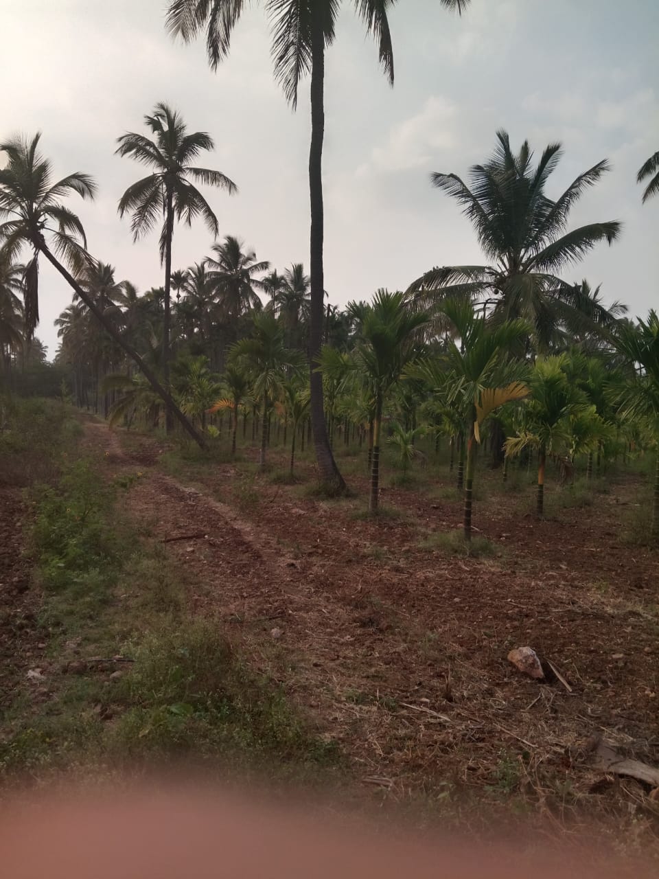 Farm path through plantation