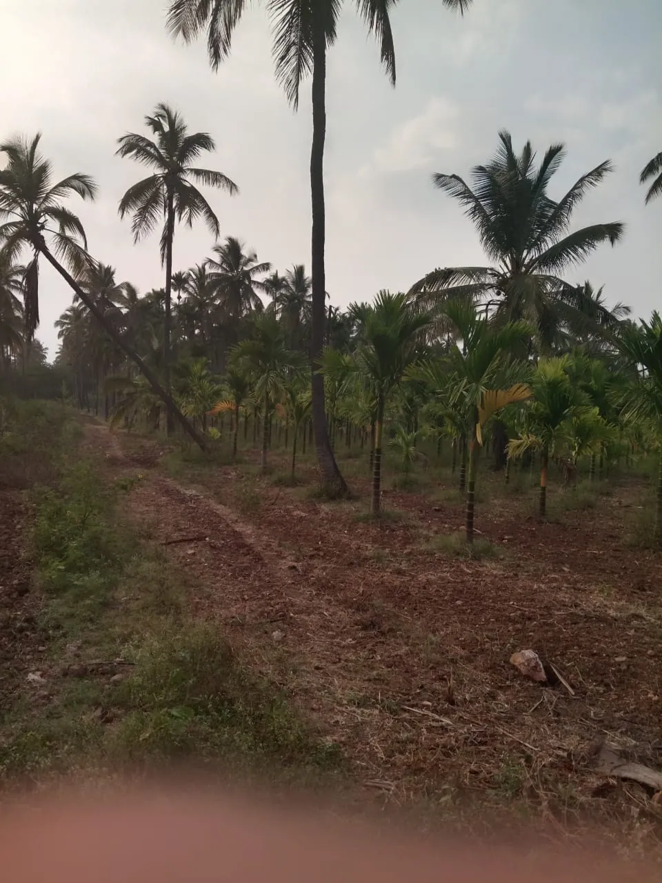 Farm path through coconut and arecanut plantation at Small Acres
