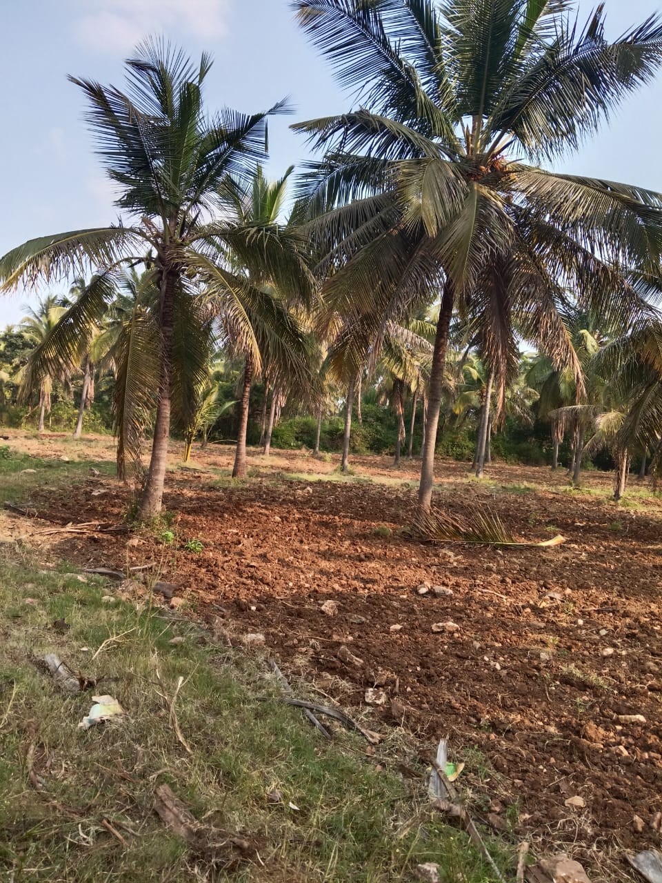 Freshly tilled managed farmland with coconut trees — Small Acres project