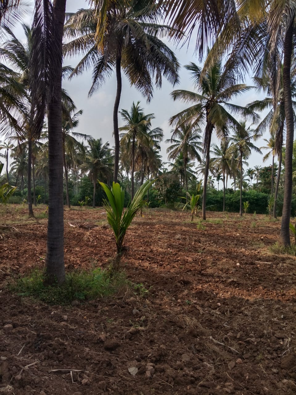 Small Acres project gallery — young coconut sapling among mature plantation