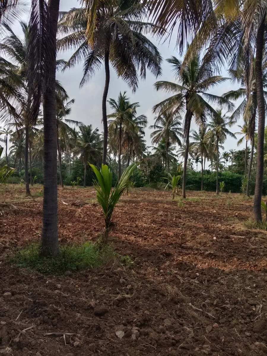 Devatha Estate managed farmland - young coconut sapling among mature plantation, Tiptur region