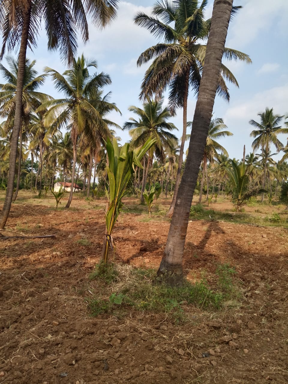 New plantings with existing infrastructure at Small Acres project