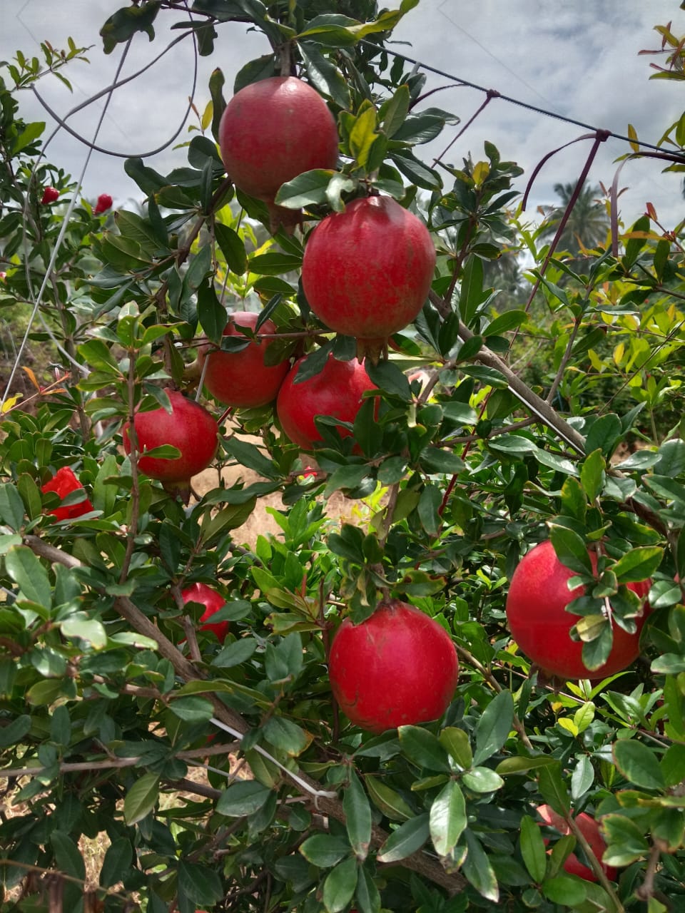 Fresh pomegranates growing on-site