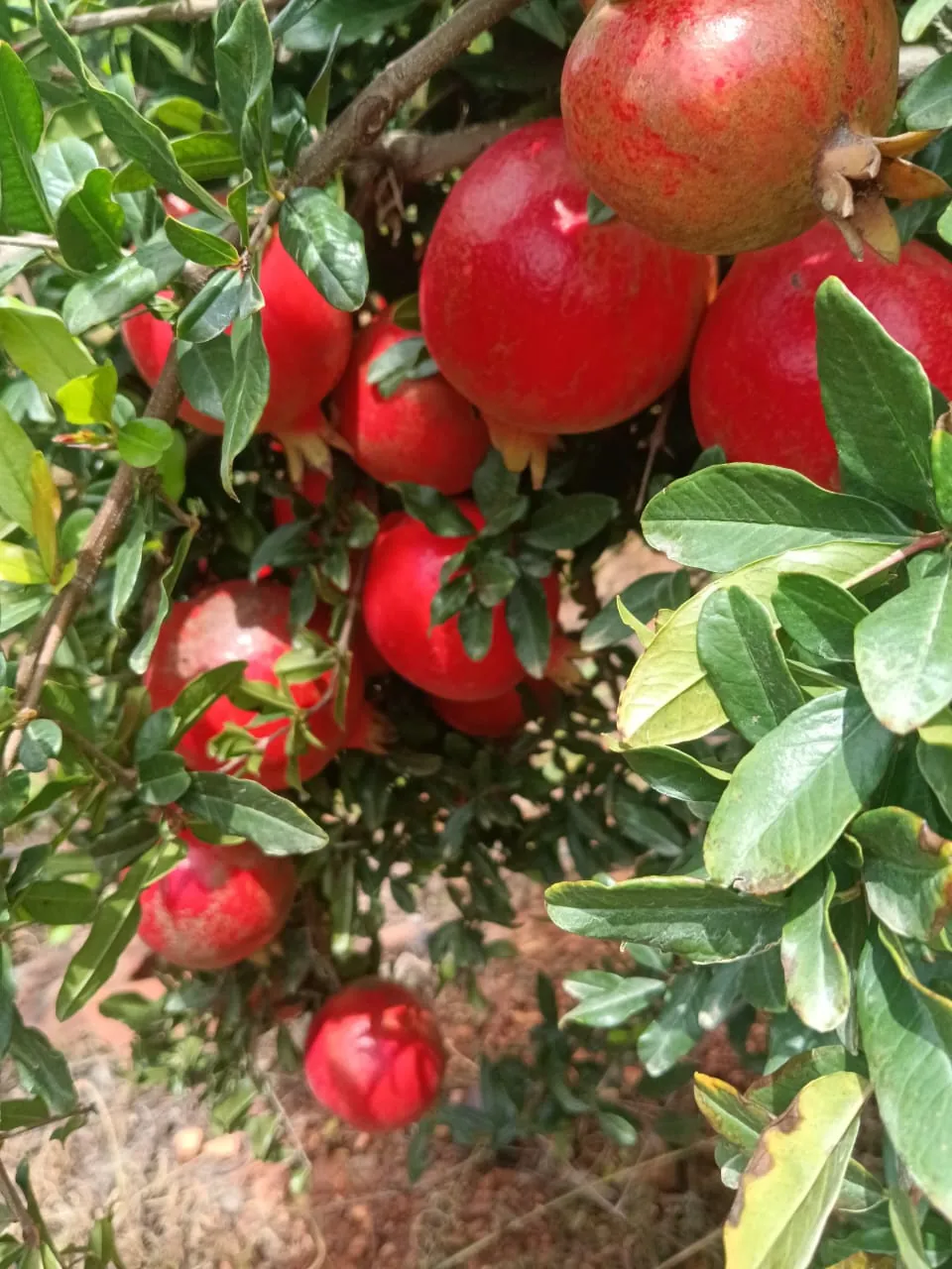 Pomegranate harvest - organic produce from the land